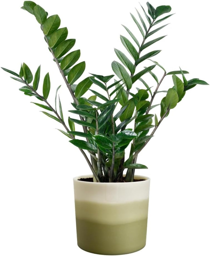 Ronde pot elho Kleurverloop 16cm - voor binnengebruik - 100% gerecycled plastic - Ø 15,9 x H 14,7 - Groen/Bamboegroen