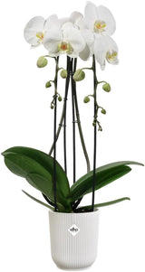 elho Vibes Fold Orchid Hoog 12,5cm - Orchideeënpotten voor binnen - Bloempotten voor binnen - 100% gerecycled plastic - Wit/Zijdewit