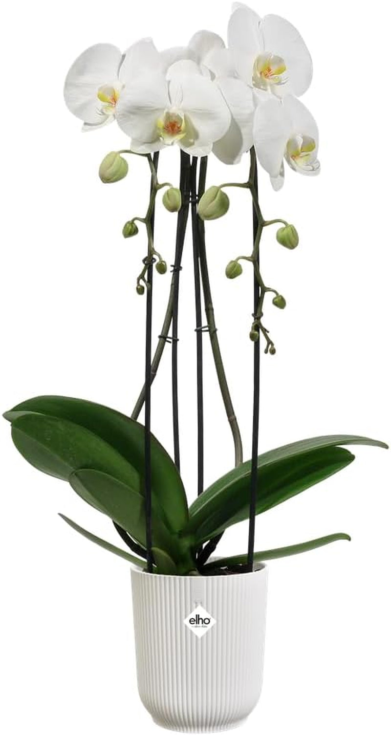 elho Vibes Fold Orchid Hoog 12,5cm - Orchideeënpotten voor binnen - Bloempotten voor binnen - 100% gerecycled plastic - Wit/Zijdewit