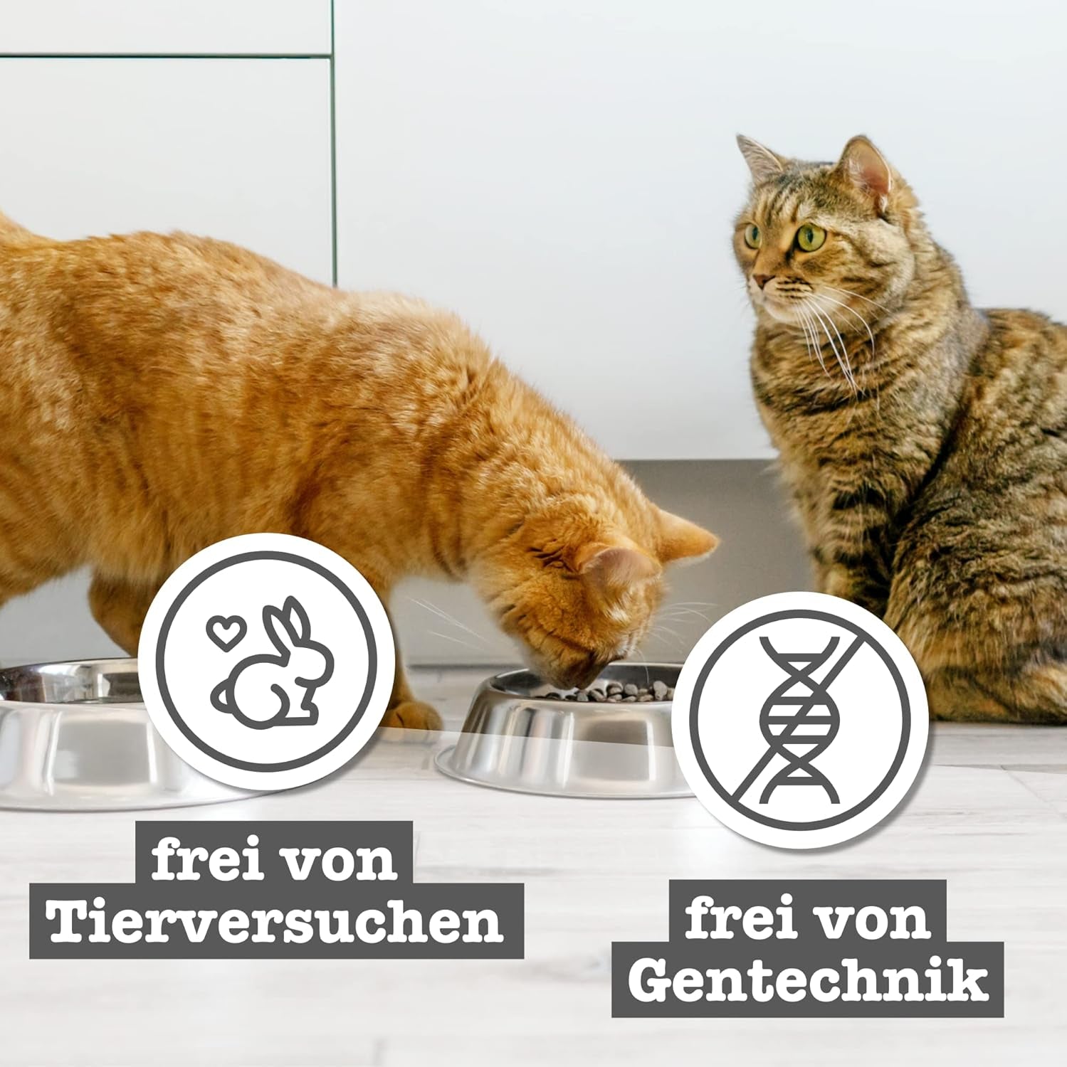 catz finefood Senior Collection Katzenfutter nass - Premium Nassfutter für Ihre Senior Katze - getreidefrei, ohne Zucker, hoher Fleischanteil, Vitamine & Mineralien (6 x 200g dosis)