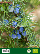 Biojoy biologische jeneverbesvrucht (250 g), gedroogd en heel, zonder toevoegingen (Juniperus communis) Gedroogde producten Naty Shop