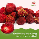 biolla food hele gedroogde aardbeien, 0,5 kg, 100% natuurlijk. Gezonde tussendoortjes voor kinderen. Ideaal voor smoothies, havermuesli, thee en pap. Lange houdbaarheid. VEGAN, GLUTENVRIJ, RAW FOOD Naty Shop Gedehydrateerde producten