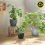 Plantenbak LECHUZA Classico Kleur ECO 60 Donkergrijs | Plantenbak met bewateringssysteem en waterniveau-indicator | Gemaakt van 100% gerecycled plastic | Matte afwerking | Ø 60 x 55,5cm | 18955