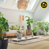 Plantenbak LECHUZA Classico Kleur ECO 35 Donkergrijs | Plantenbak met bewateringssysteem en waterniveau-indicator | Gemaakt van 100% gerecycled plastic | Matte afwerking | Ø 34,5 x 32,5cm | 18935