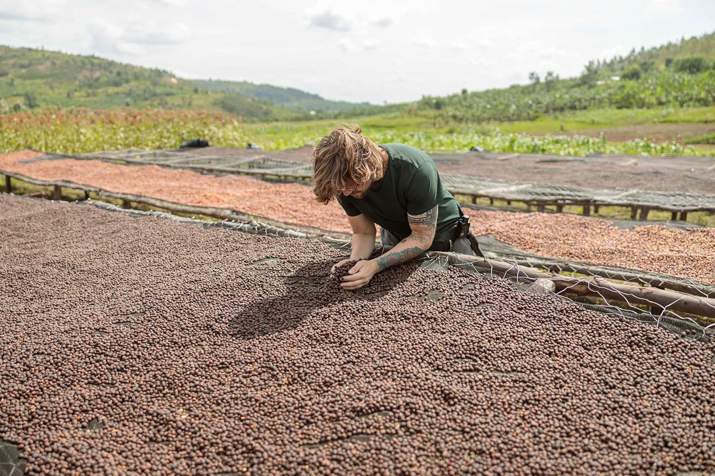 NIK CAFE' – Classico blend – gebrande koffiebonen. Zijne Excellentie, de stoere. 100% robuust