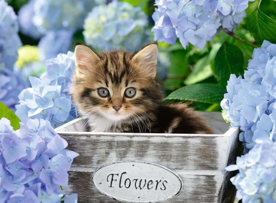 Kinderpuzzel Ravensburger - 12894 Kleine Kat - Dierenpuzzel voor kinderen vanaf 9 jaar, met 300 stukjes in XXL-formaat Puzzel Naty Shop