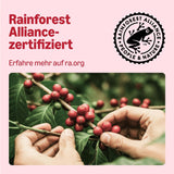 door Amazon Klassische Kaffeepads aus 100% Arabica, geeignet für Senseo-Maschinen, 36 Stück (1 Packung mit 36 ​​​​Stück) – Rainforest Alliance-zertifiziert
