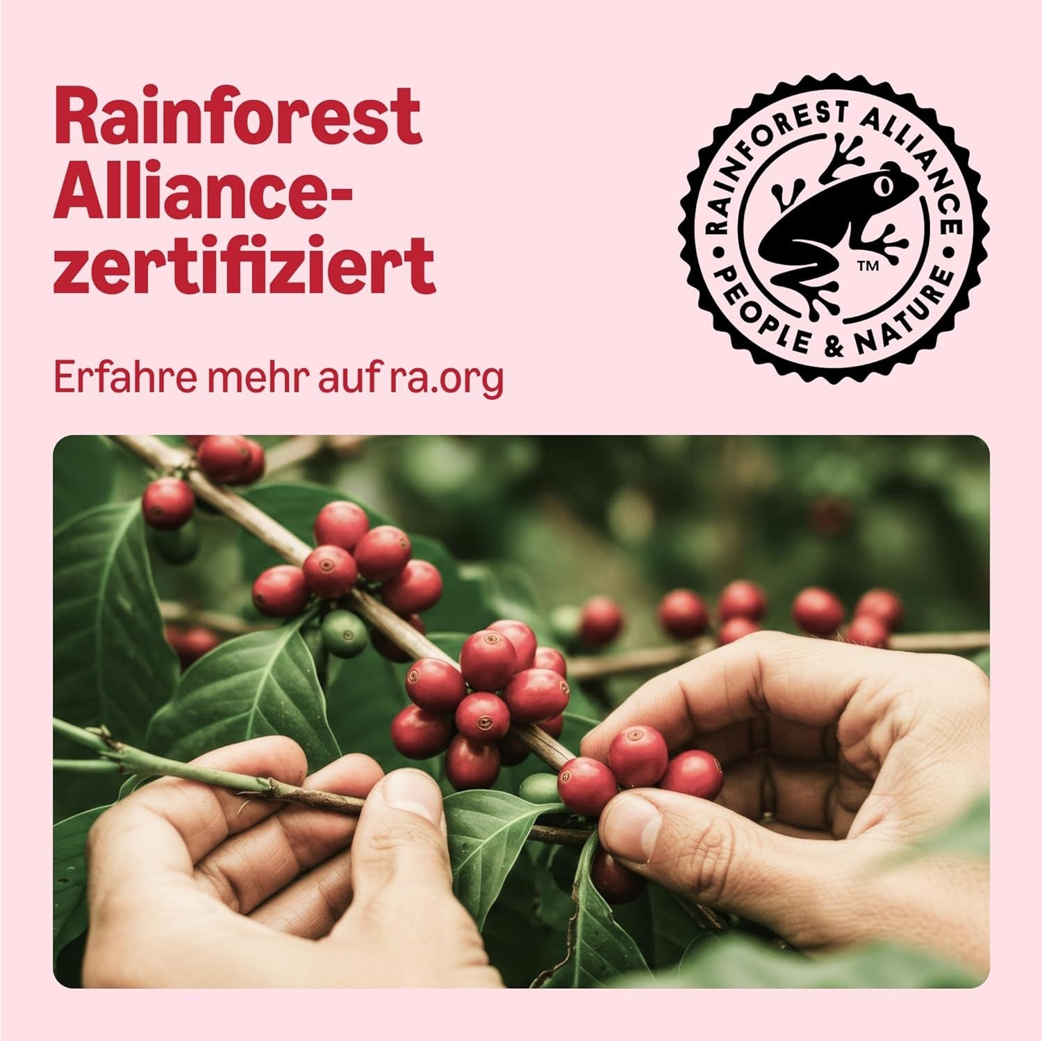 door Amazon Klassische Kaffeepads aus 100% Arabica, geeignet für Senseo-Maschinen, 36 Stück (1 Packung mit 36 ​​​​Stück) – Rainforest Alliance-zertifiziert