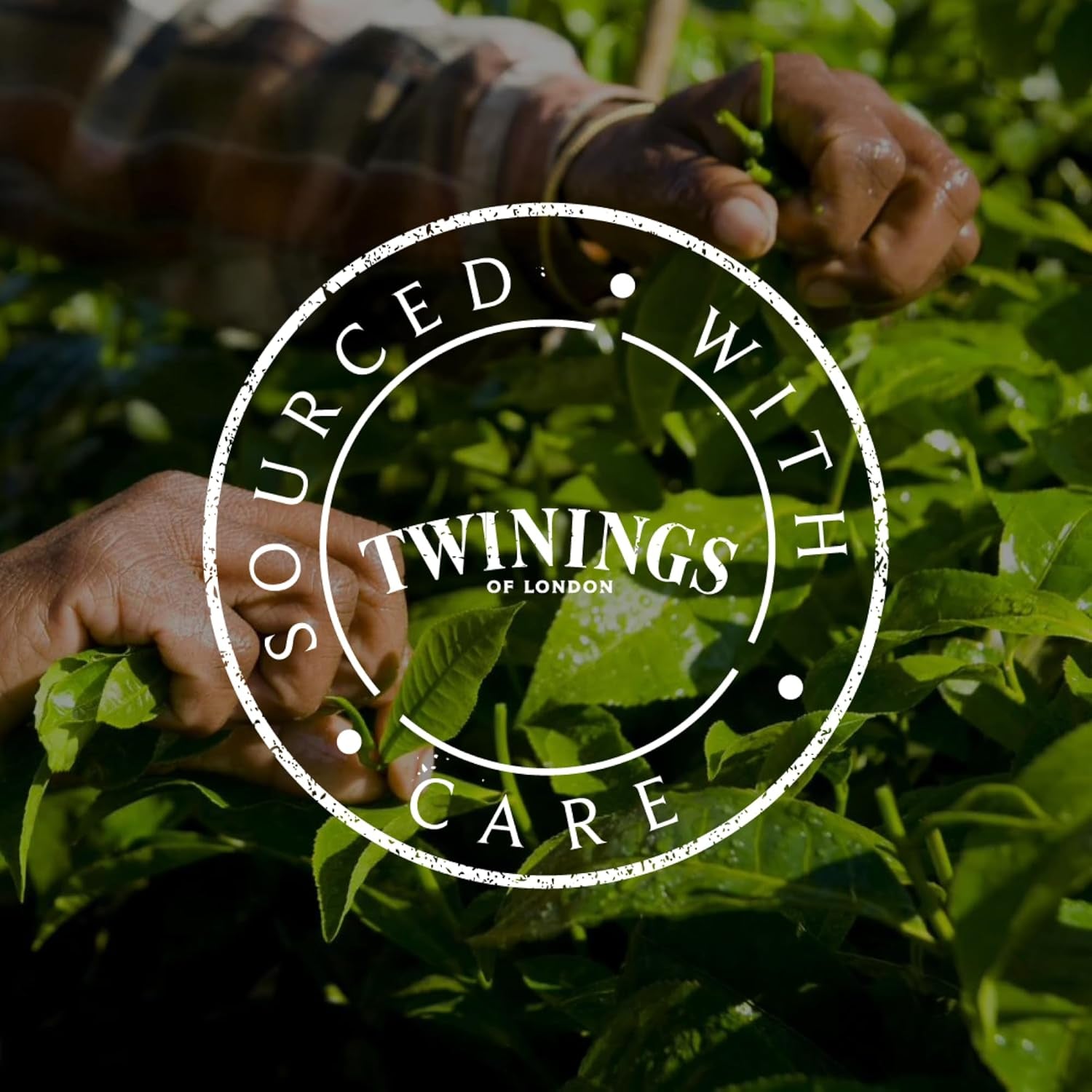 Twinings GLOW Aloë Vera & Brandnetel Groene Thee met Biotine - Kruidentheemengsel voor natuurlijke huid- en haarverzorging 12-pack (elk 10 zakjes)