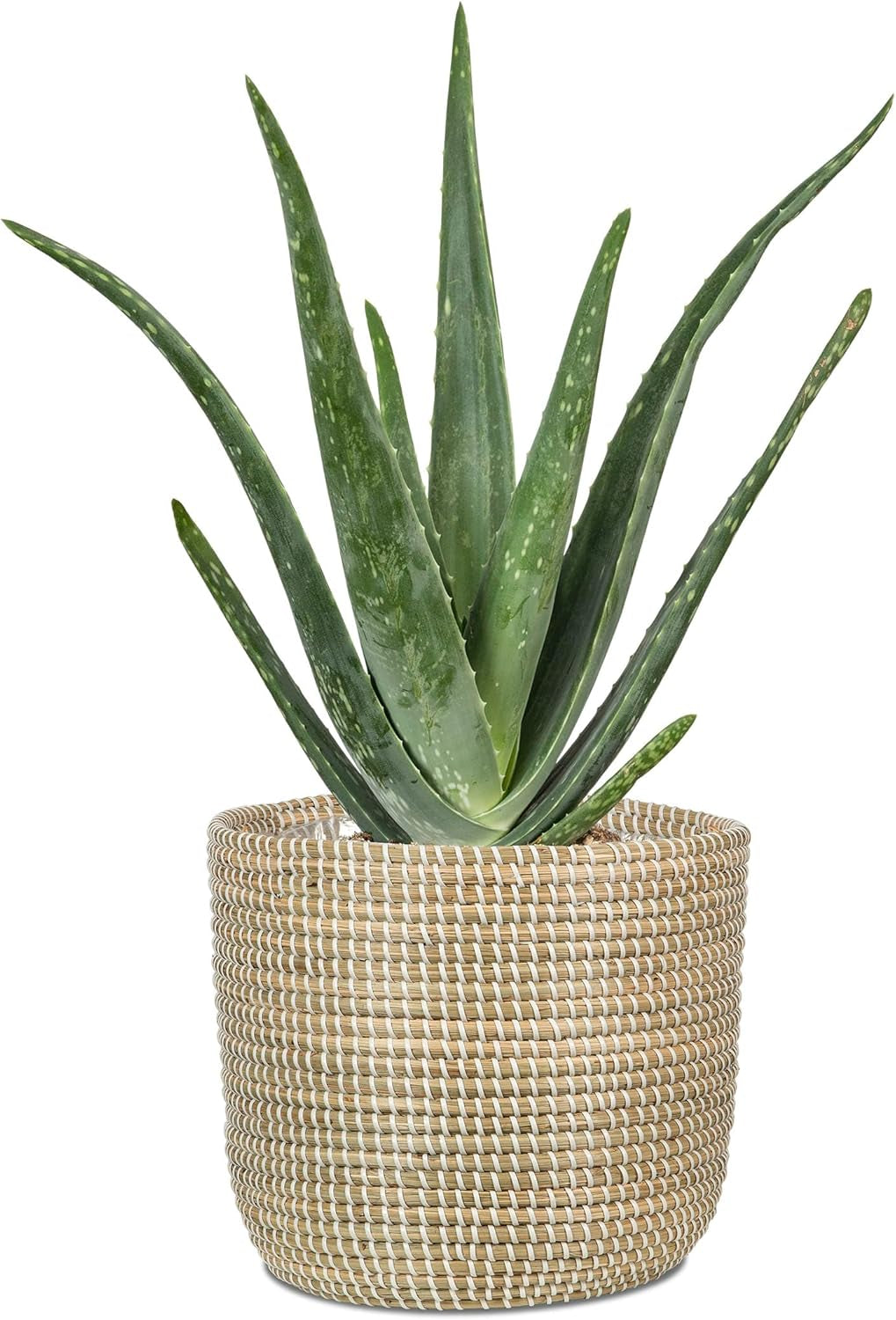 Scheurich Seagrass 17, mandpot/zeegrasmandpot, kleur: Wit, diameter 17 cm, hoogte 16 cm, inhoud 3,5 l.