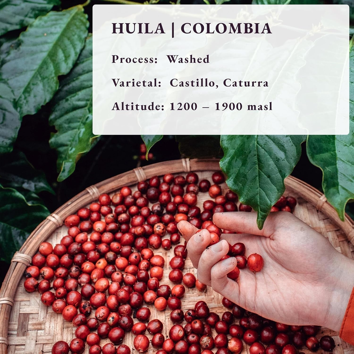 Gebrand na bestelling ~ meest verse koffiebonen | 80 CUP Roastery | Colombia Huila, Single Origin (1kg) Spezialitäten Kaffeebohnen, Frisch Geröstet
