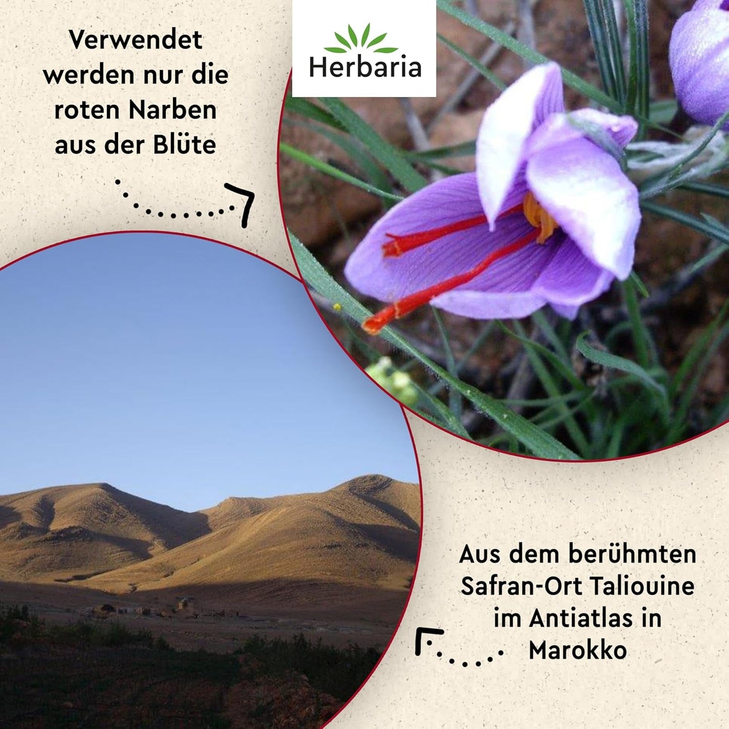 Herbaria Safran-Fäden bio 0,5g in Glas – Bio Saffron-Fäden aus dem bereicht Safran-Ort Taliouine in Marokko – Safranfäden in Premium Bio-Qualität – Saffron Premium - Safran première categorie