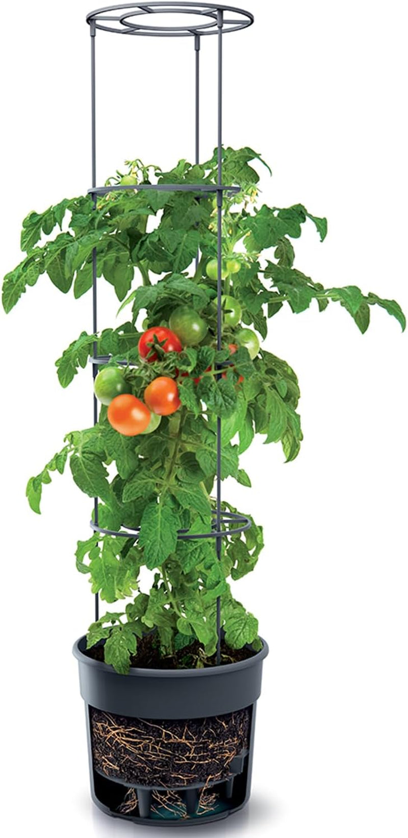 Prosperplast tomatenzaailingenpotten met traliewerk – Stevige kunststof plantenbak | Antraciet | Weer- en UV-bestendig | 29,5 x 115,2cm | Ideaal voor de tuin en terras