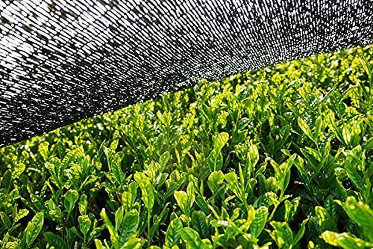 BIO Matchapoeder 100 g I Geen toevoegingen - 100% natuurlijk I Premium Japanse Matcha thee I Groene theepoeder van