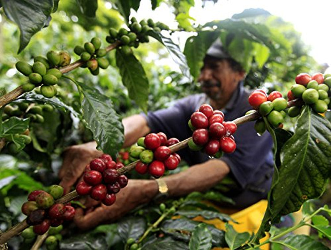 100% natuurlijke Arabica-koffiebonen 1 kg – intens gebrande espressokoffie met een mix van Colombiaanse en Braziliaanse afkomst – Fair Trade.