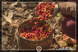 Speciale koffie uit Zuid-Amerika - Galapagos, het unieke ecosysteem van de eilanden (1000 gram, hele bonen) - single origin koffie - premium koffie - lage zuurgraad - licht gebrand en vers