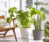 Dehner Mila bloempot met zelfwatergeefsysteem, Ø 30 cm, hoogte 26 cm, kunststof, wit