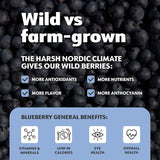 LOOV Biologisch wilde bosbessenpoeder - 29 dagen voorraad 171 g Goed voor smoothies en ontbijt Gevriesdroogd Noord-Europa Geen toegevoegde suiker Naty Shop Gedehydrateerde producten