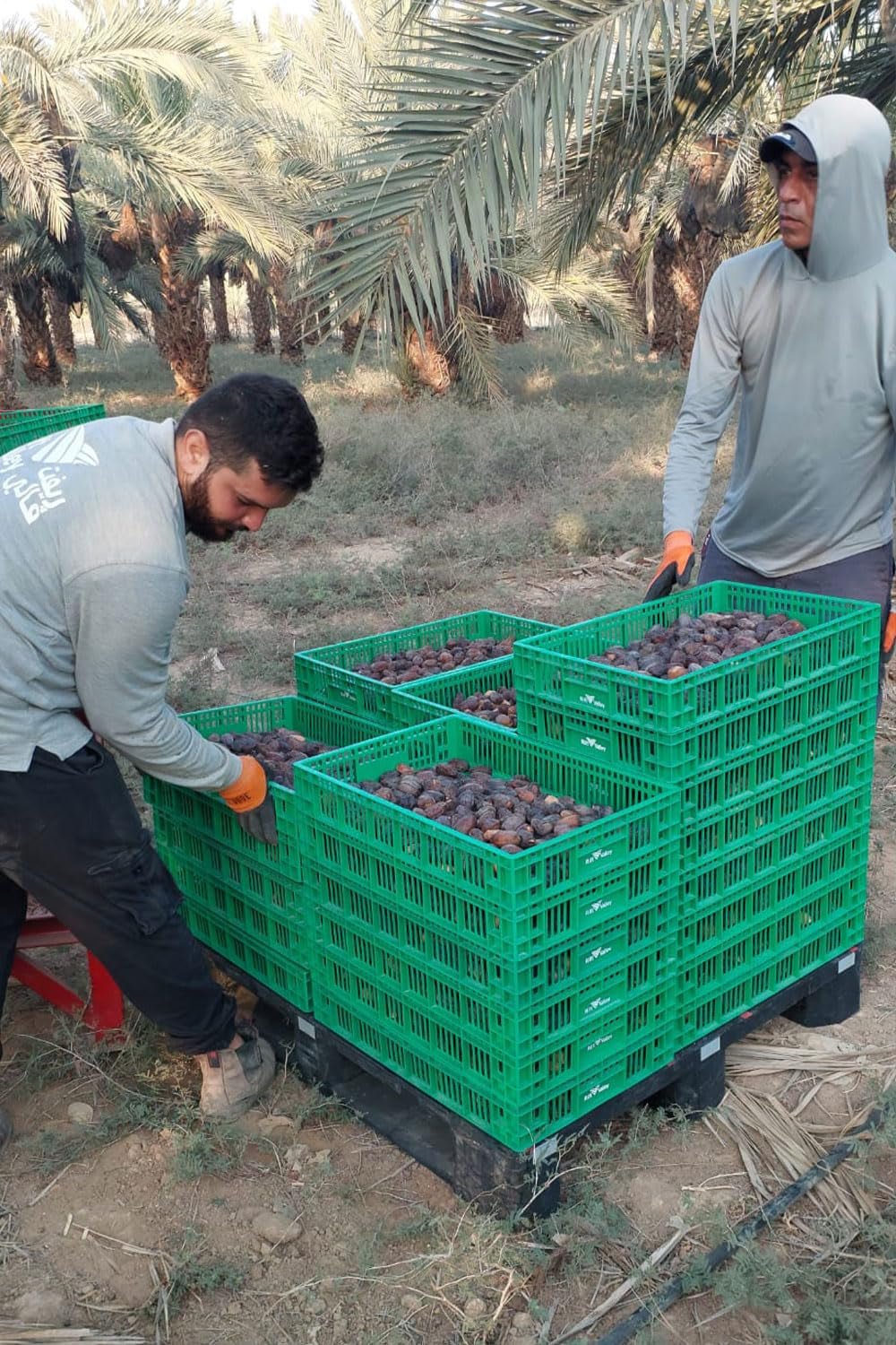 NABALI FAIRKOST VOOR ALLEN Medjoul - Medjool Dadels Keuze I - 100% natuurlijk aromatisch fris oriëntaals zacht I zoet als honing en gekarameliseerd I Herkomst: Palestina I (1x1KG) Gedehydrateerde producten Naty Shop