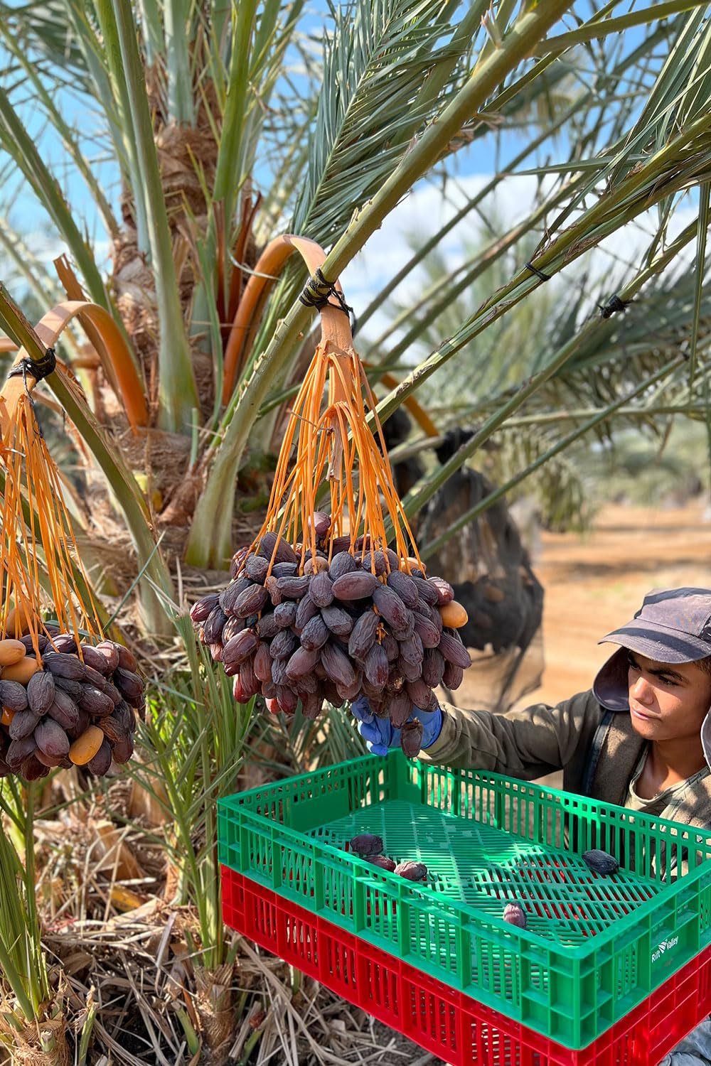 NABALI FAIRKOST VOOR ALLEN Medjoul - Medjool Dadels Keuze I - 100% natuurlijk aromatisch fris oriëntaals zacht I zoet als honing en gekarameliseerd I Herkomst: Palestina I (1x1KG) Gedehydrateerde producten Naty Shop