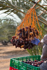 NABALI FAIRKOST VOOR ALLEN Medjoul - Medjool Dadels Keuze I - 100% natuurlijk aromatisch fris oriëntaals zacht I zoet als honing en gekarameliseerd I Herkomst: Palestina I (1x1KG) Gedehydrateerde producten Naty Shop