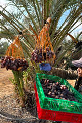 NABALI FAIRKOST VOOR ALLEN Medjoul - Medjool Dadels Keuze I - 100% natuurlijk aromatisch fris oriëntaals zacht I zoet als honing en gekarameliseerd I Herkomst: Palestina I (1x1KG) Gedehydrateerde producten Naty Shop