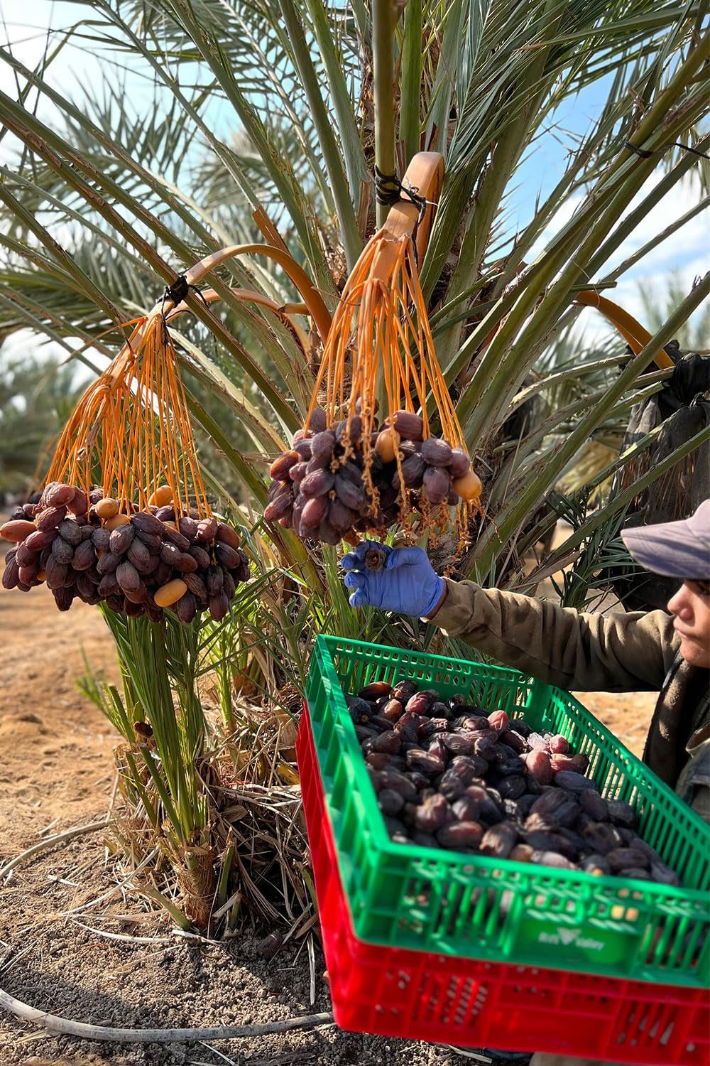 NABALI FAIRKOST VOOR ALLEN Medjoul - Medjool Dadels Keuze I - 100% natuurlijk aromatisch fris oriëntaals zacht I zoet als honing en gekarameliseerd I Herkomst: Palestina I (1x1KG) Gedehydrateerde producten Naty Shop