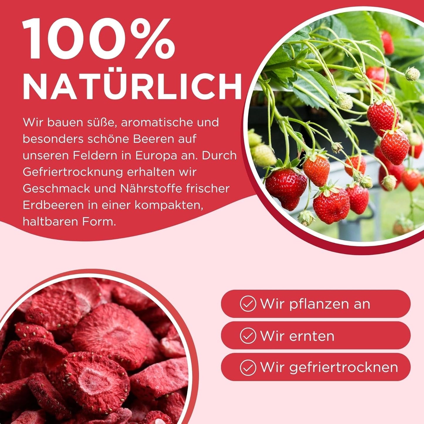 Summer gevriesdroogde aardbeien - pakje van 5 - suikervrij, 100% natuurlijk, heerlijke knapperige snacks voor kinderen en volwassenen, ideaal voor ontbijtgranen en lunchboxen (55g) Gedroogde producten Naty Shop