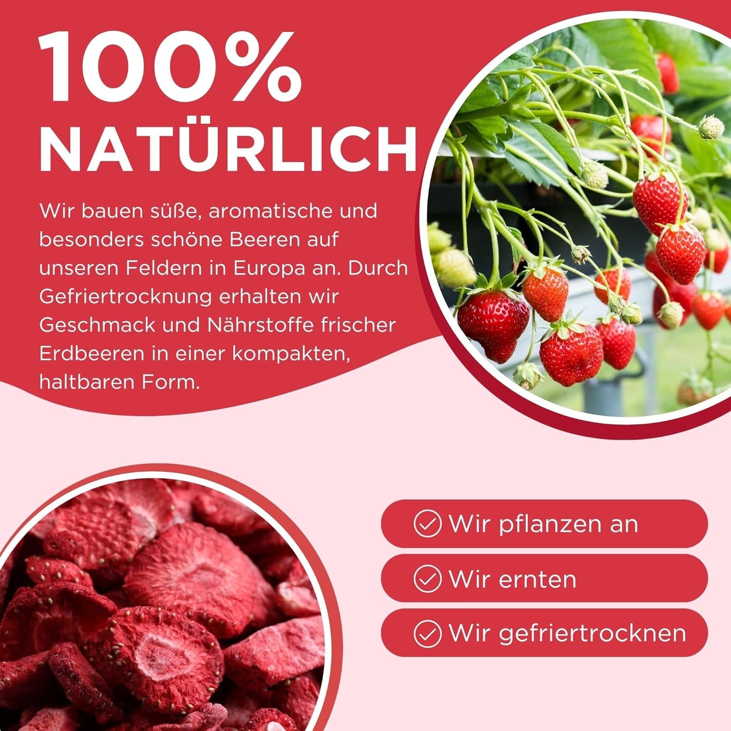 Summer gevriesdroogde aardbeien - pakje van 5 - suikervrij, 100% natuurlijk, heerlijke knapperige snacks voor kinderen en volwassenen, ideaal voor ontbijtgranen en lunchboxen (55g) Gedroogde producten Naty Shop