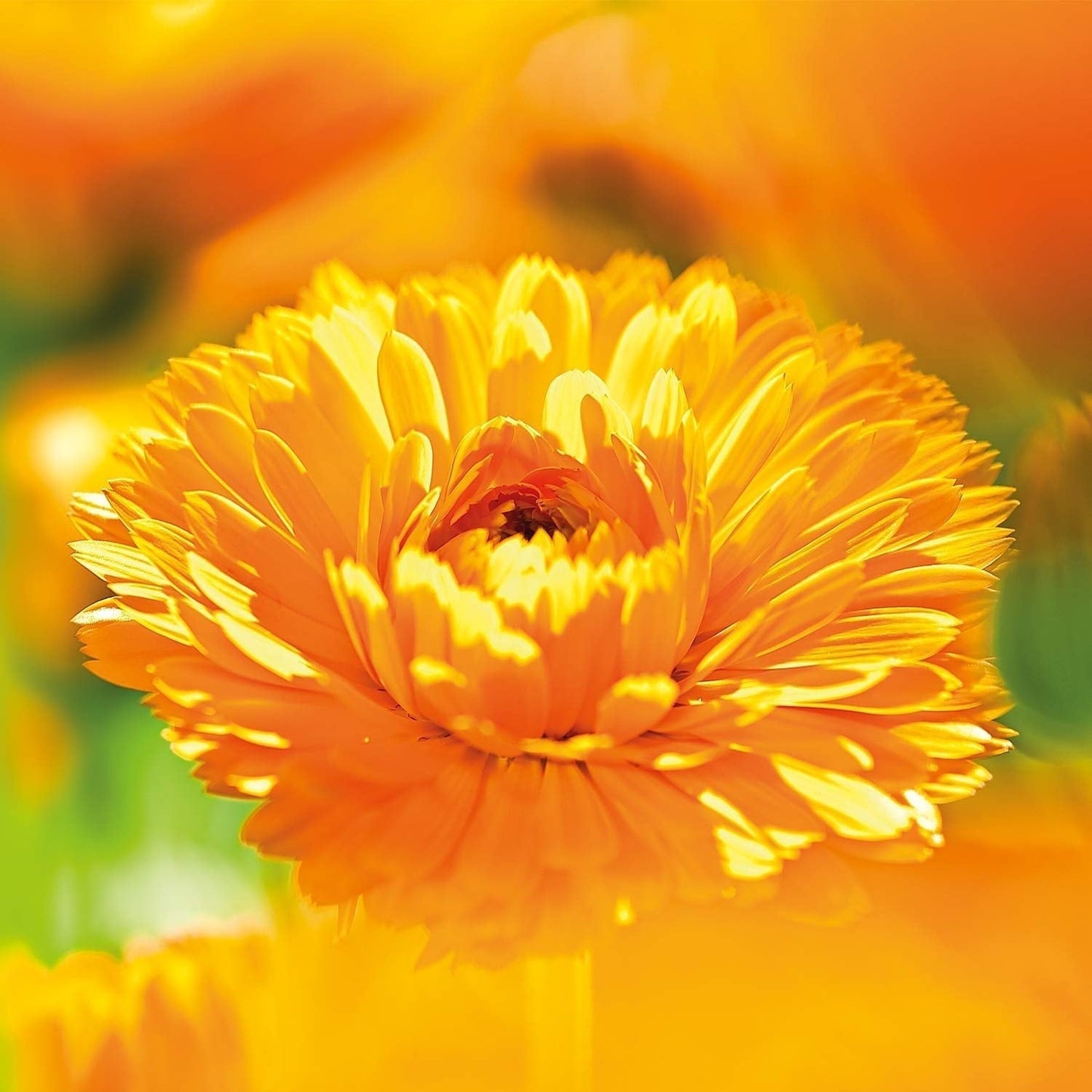 WELEDA Biologische Baby Calendula Verzorgingscrème Lichaam & Gezicht 30ml - Gezichtscrème / huidcrème voor natuurlijke cosmetica met sesamolie en lanoline voor de verzorging van de droge huid. Hydraterende verzorgingscrème voor baby's en kinderen Kinderen - Bad- en huidverzorging Naty Shop