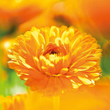 WELEDA Biologische Baby Calendula Verzorgingscrème Lichaam & Gezicht 30ml - Gezichtscrème / huidcrème voor natuurlijke cosmetica met sesamolie en lanoline voor de verzorging van de droge huid. Hydraterende verzorgingscrème voor baby's en kinderen Kinderen - Bad- en huidverzorging Naty Shop
