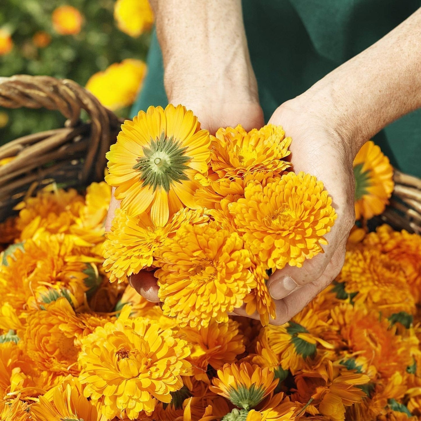 WELEDA Organic Baby Calendula Magic Balm - Universele balsem van natuurlijke cosmetica voor gezicht en lichaam om de droge huid en lippen te verzorgen en te kalmeren. Universele rijke balsem voor baby's en kinderen (1x 25g) Kinderen - Bad- en huidverzorging Naty Shop